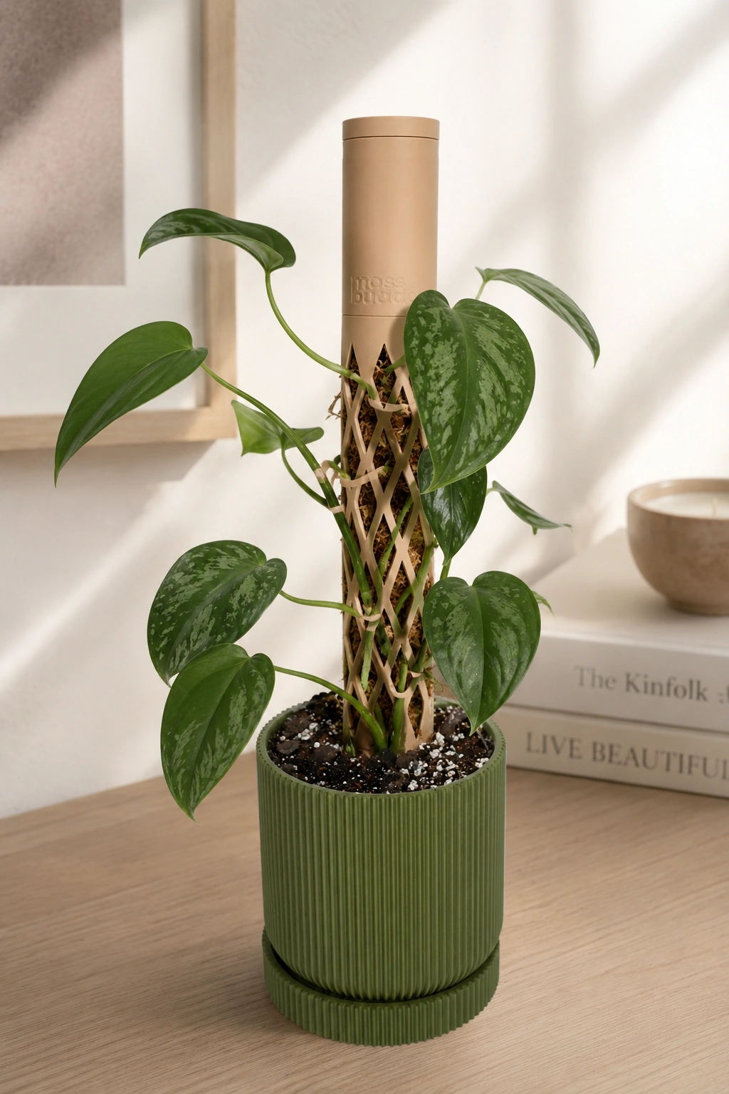 Soporte Moss Buddy para plantas trepadoras con musgo sphagnum en un ambiente natural de interior
